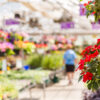 Abundance of colorful flowers at the garden center in Early Summer.