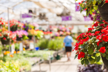 Abundance of colorful flowers at the garden center in Early Summer.