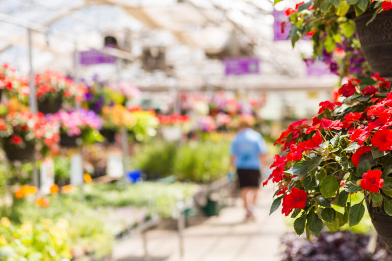 Abundance of colorful flowers at the garden center in Early Summer.